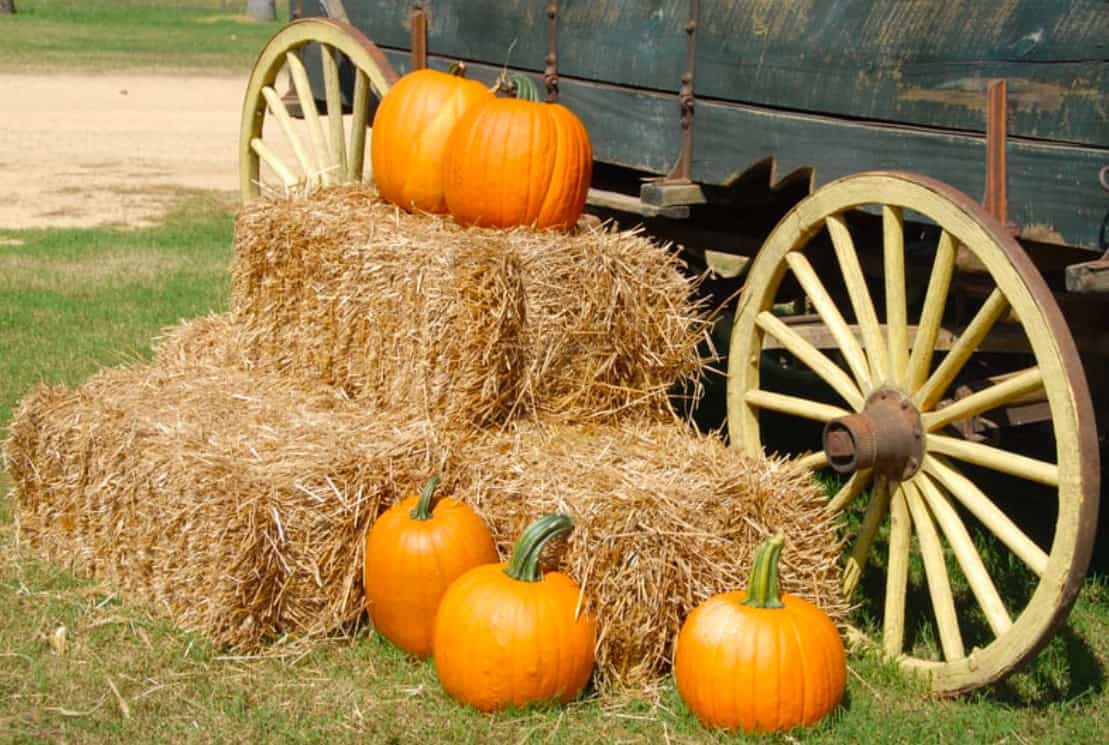 Sussex County's Fall Festivals Offer Fun For Everyone