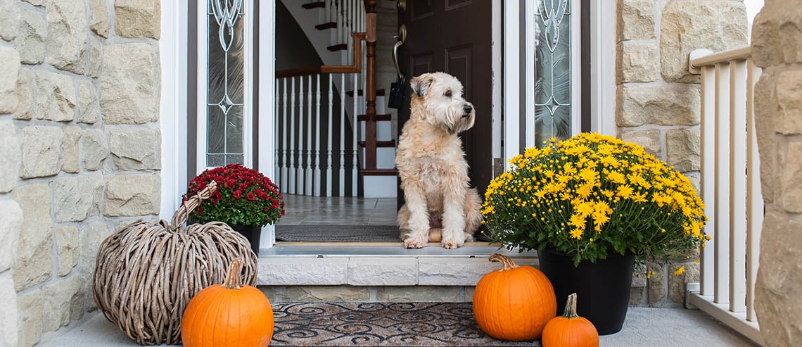 Falling Into Your Next Home