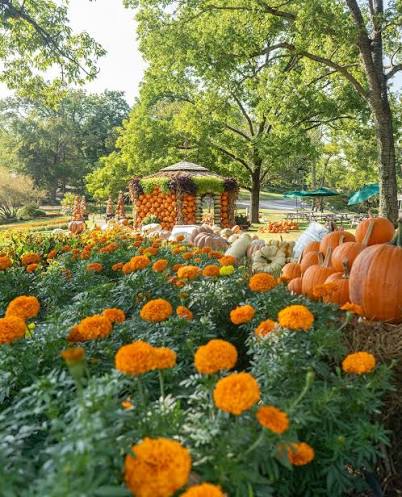 Autumn garden display with pumpkins around a gazebo and orange marigolds in the foreground.