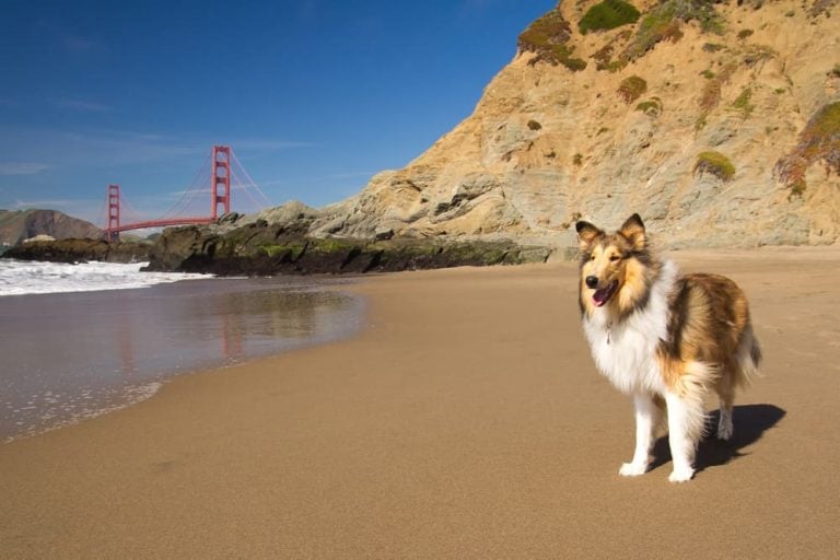 Collie dog standing on sandy beach with Golden Gate Bridge in San Francisco background