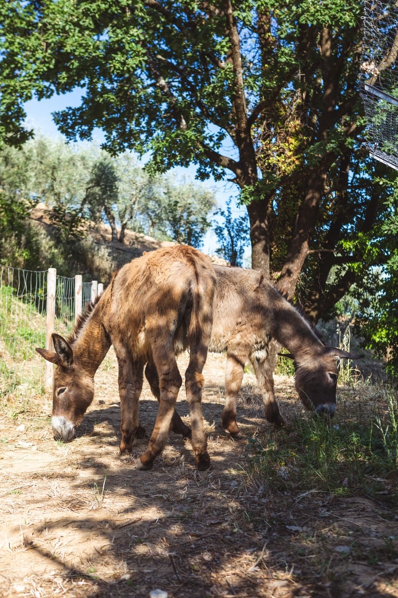 Fattori