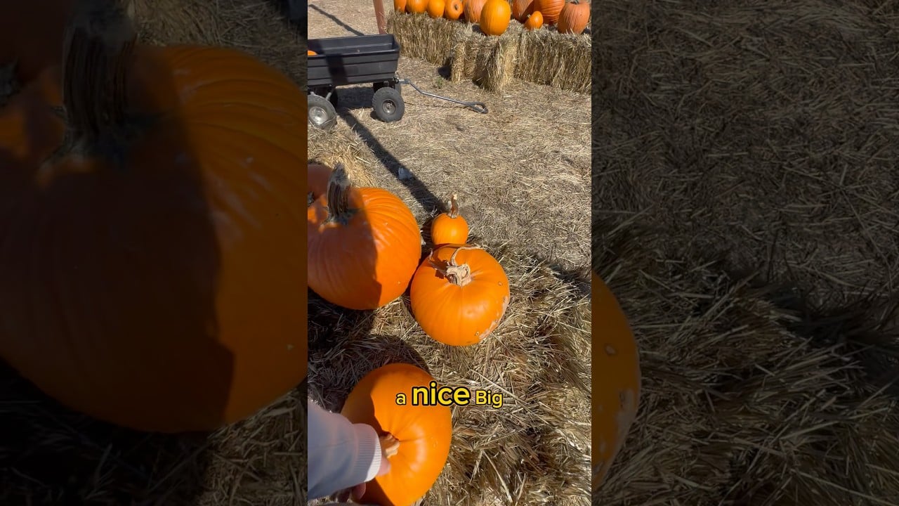 Because Honestly… I Love Being a Mom 🎃 | Field Trip Day at Grossi Family Farm