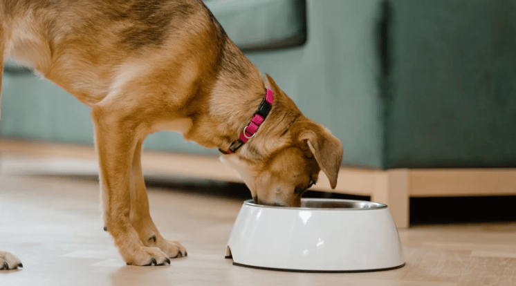 Tan dog in a pink collar drinking from a white bowl on a wood floor.