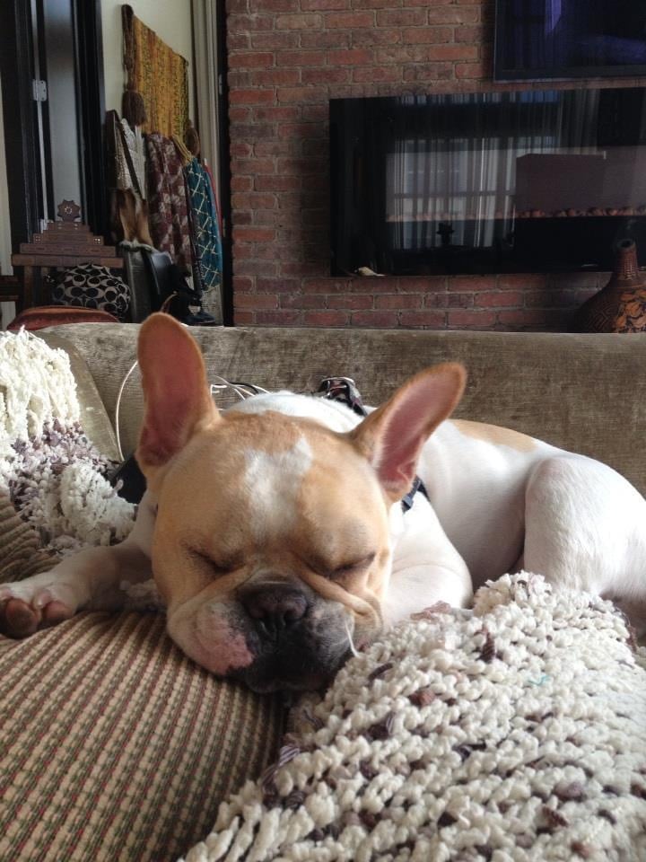  Discover Buckhead’s Best Dog-Friendly Parks and Restaurants
