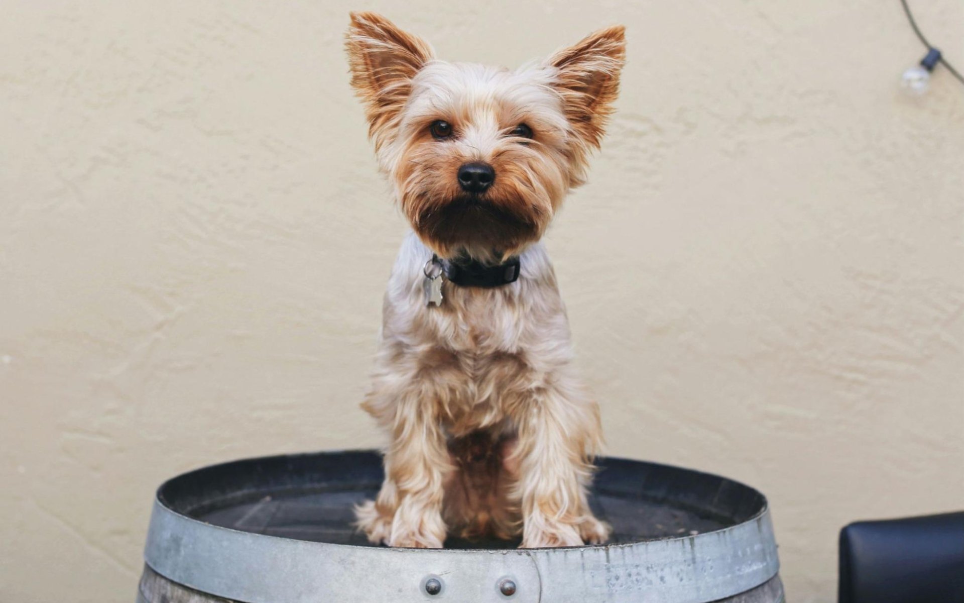 Pet-Friendly Restaurants in Easton MD | Blog | Benson & Mangold Real Estate
