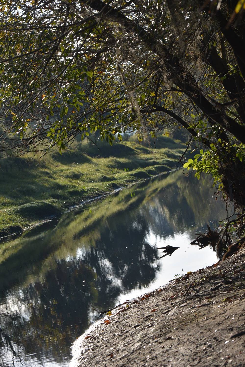 Taylor Creek Preserve