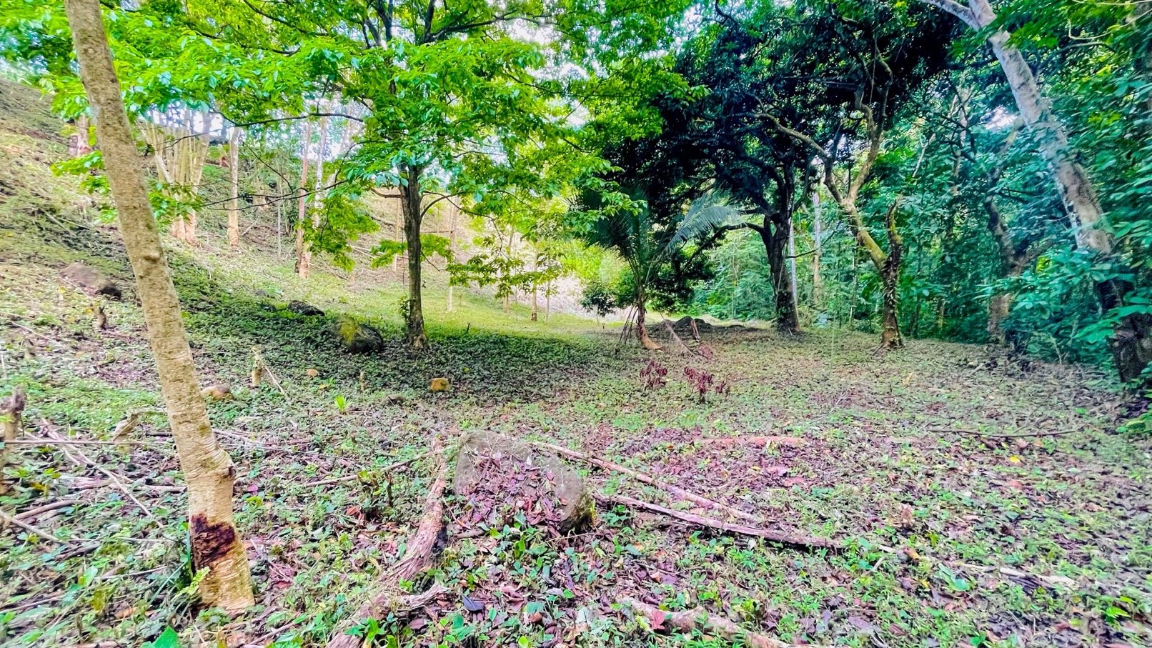 COSTA RICA LAND FOR SALE | LARGE FLAT PRIVATE PROPERTY WITH MOUNTAIN VIEWS, RIVER & FRUIT TREES
