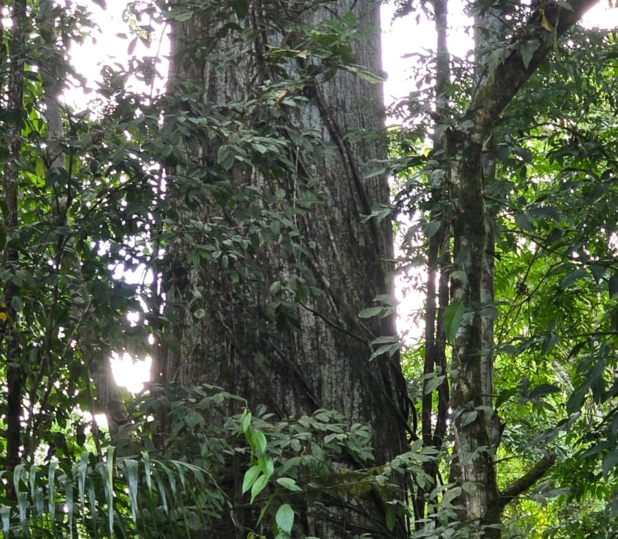 264-Hectare Mountain Property Near Arenal Volcano – Prime Eco-Development & Conservation Opportunity