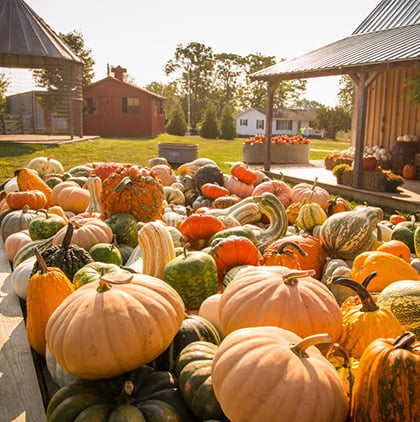 Pumpkins and gourds fill an outdoor display beside rustic pavilion buildings.