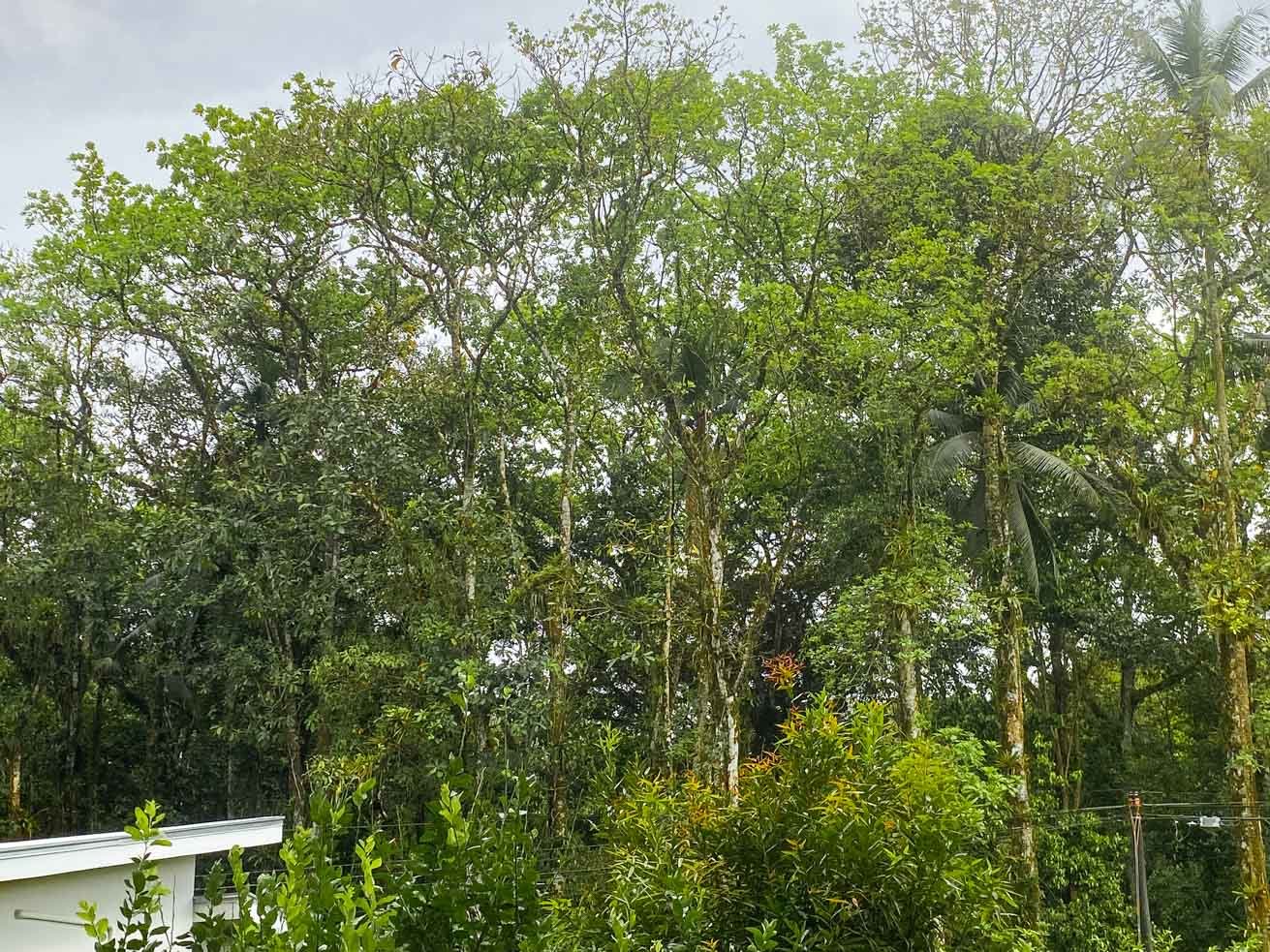 3-Bed Home on Calle Principal Ojochal with River & Jungle