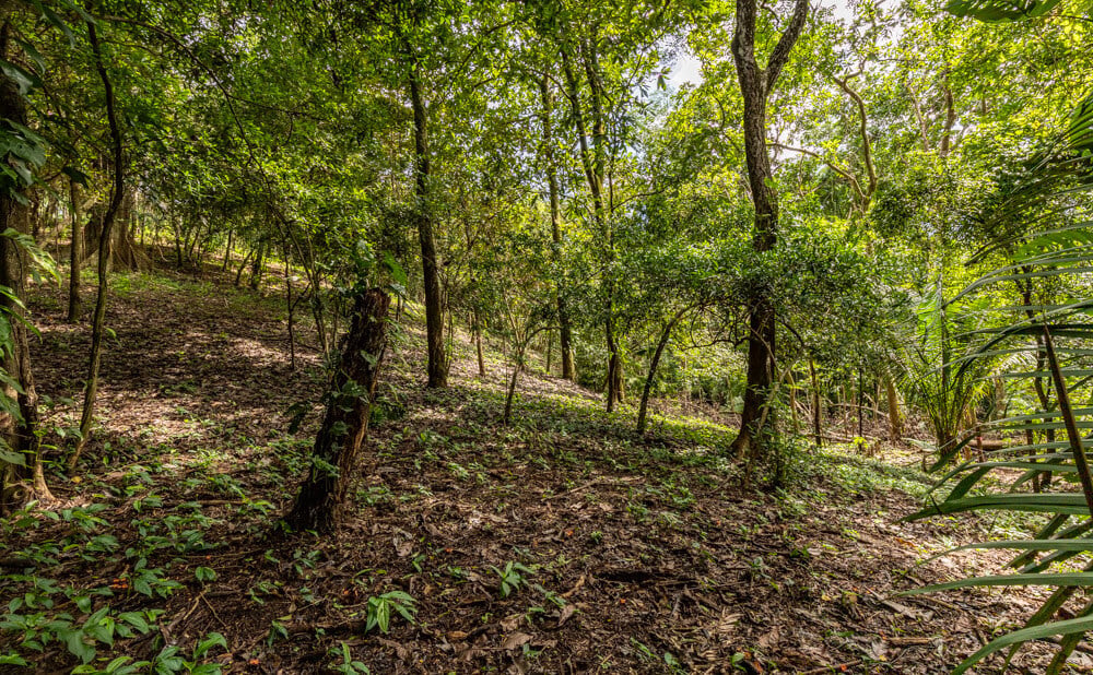 Wooded Jungle Building Lots, Nosara, Guanacaste