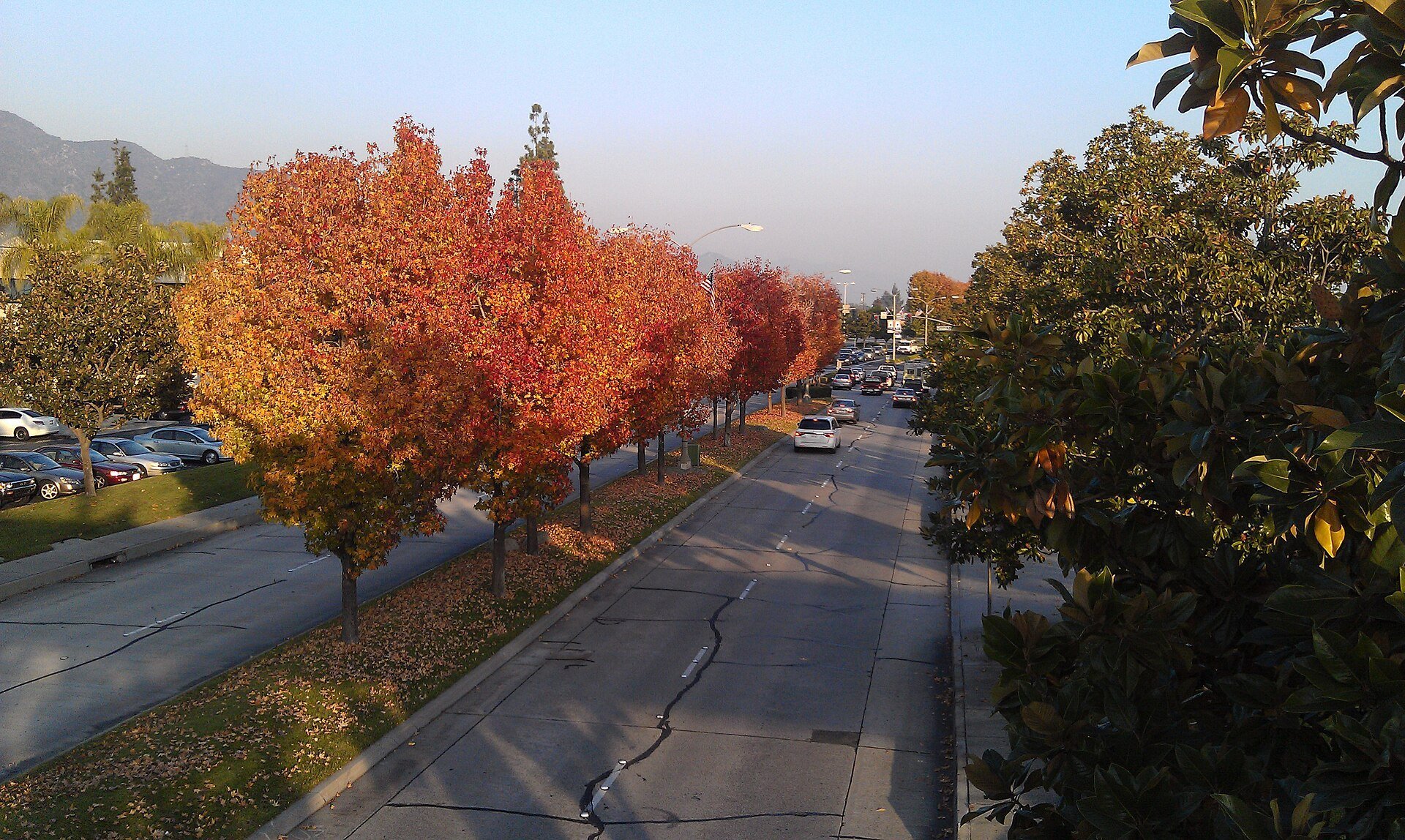 Autumn trees along Huntington Drive in Monrovia