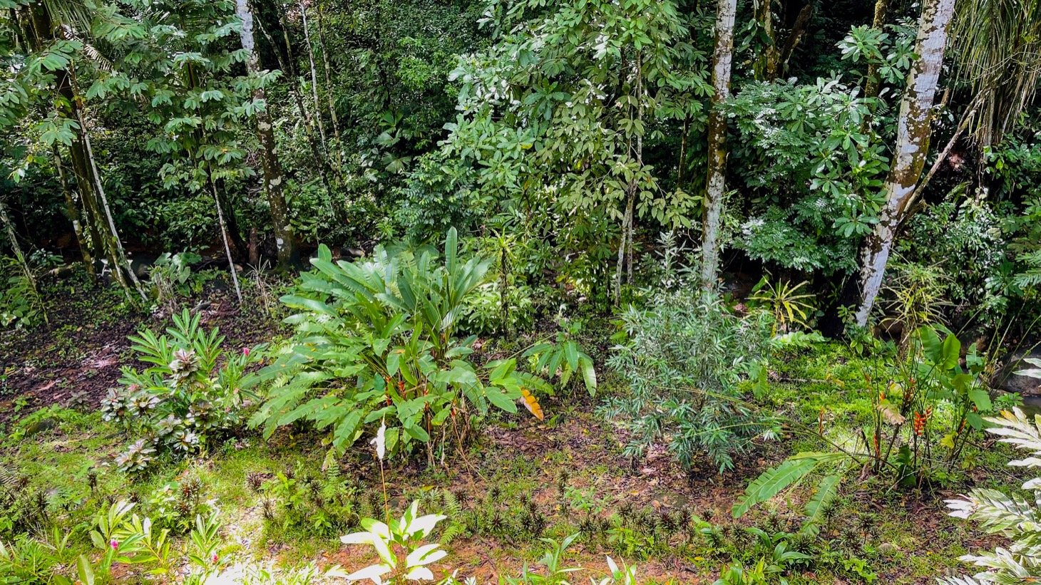 Modern House For Sale With Jungle View, Peaceful Stream, and Rental Cabins