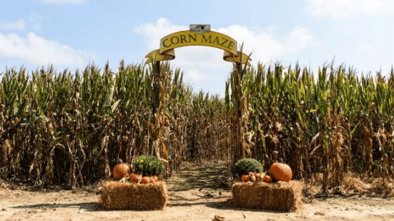 Corn maze entrance decorated with pumpkins and hay bales beneath a yellow arch.