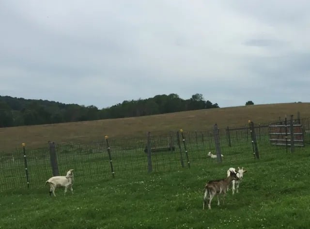 Farm Animals + Flowers