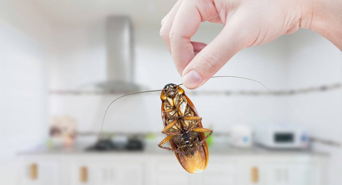 Eco-Friendly Pest Management