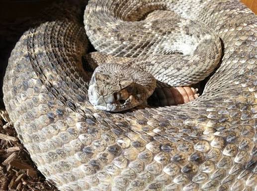 🐍 Arizona Rattlesnakes: The Great Debate — Are We Really Helping by Relocating Them?