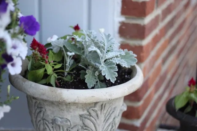 Spring Flowers