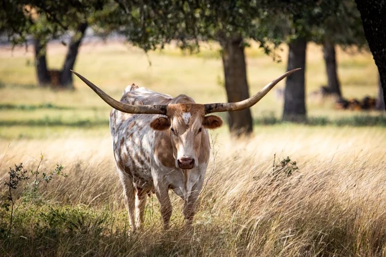5 Seven 2 Ranch