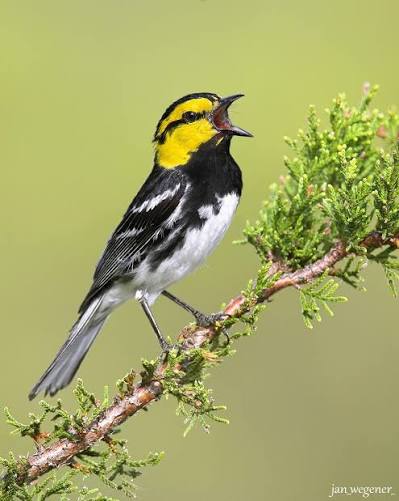 Yellow-headed black-and-white bird perched on a flowering branch with its beak open.