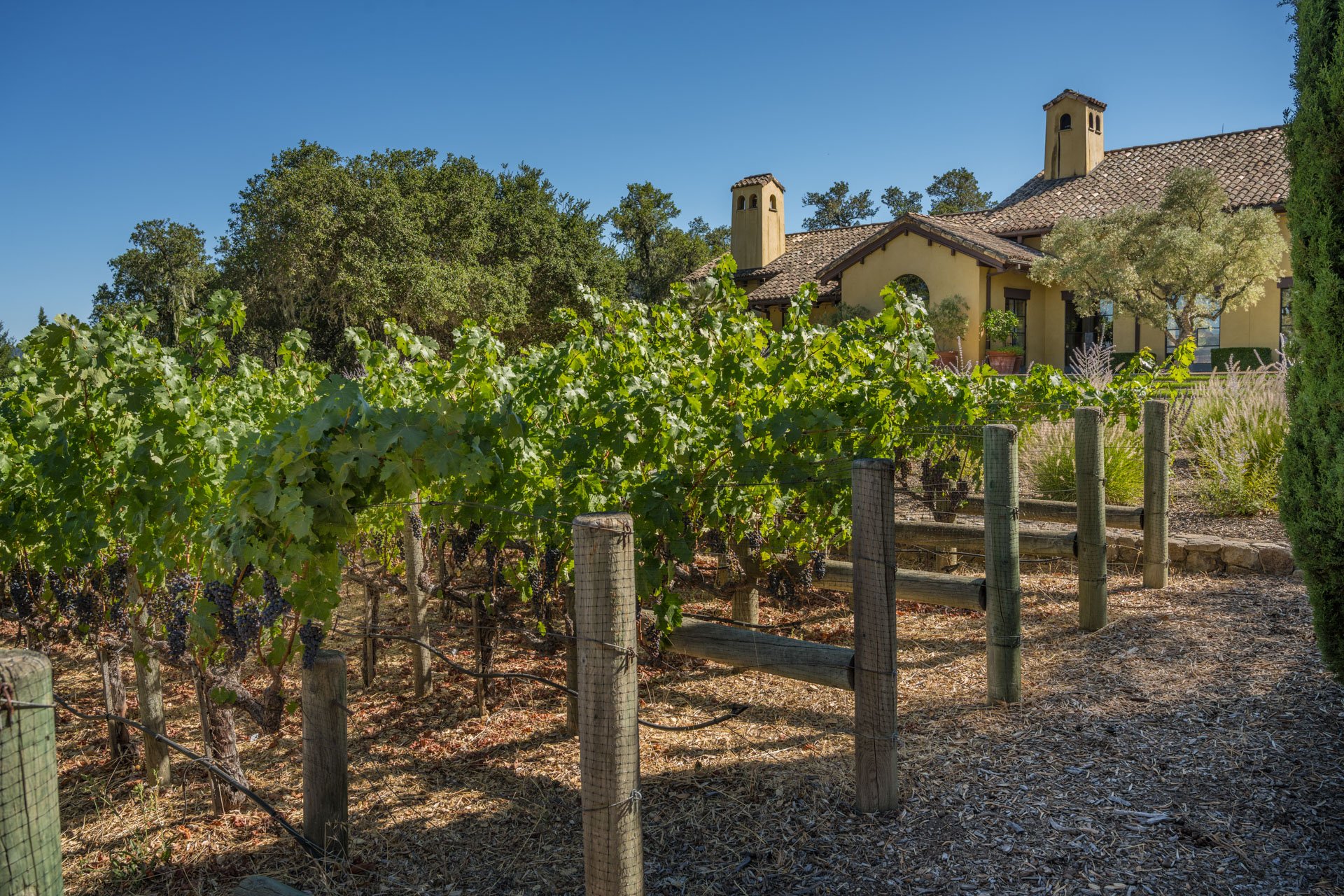 Oakville Vineyard Estate