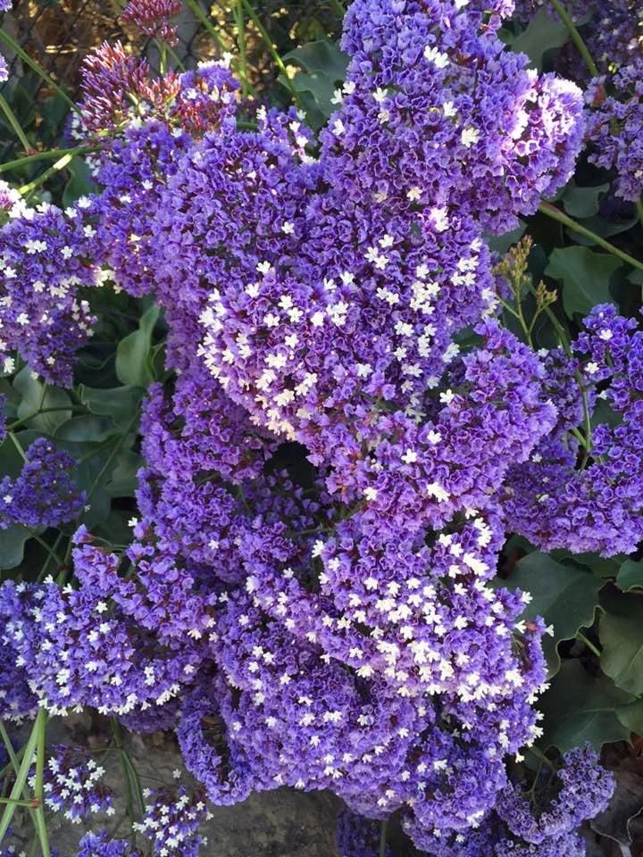 Purple statice clusters dotted with tiny white flowers among dark green leaves.