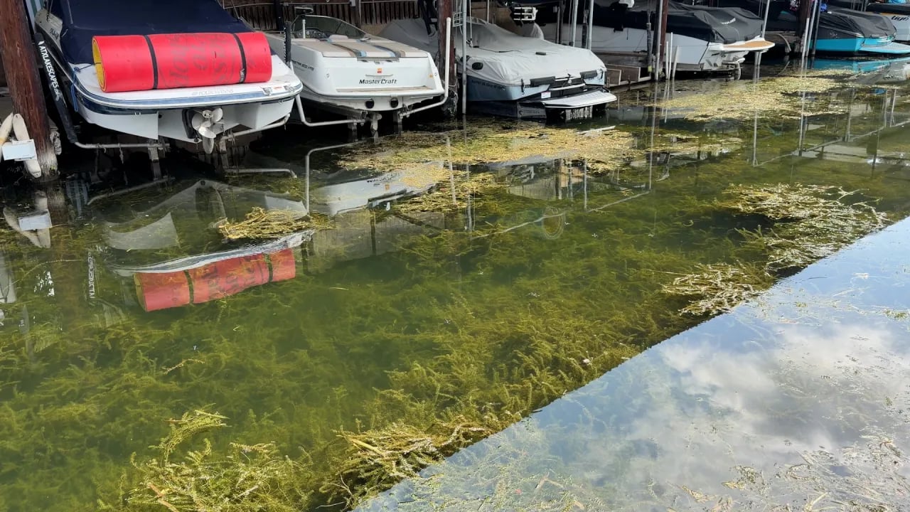 Lake Austin business owners push city leaders to drain the lake to stop hydrilla 