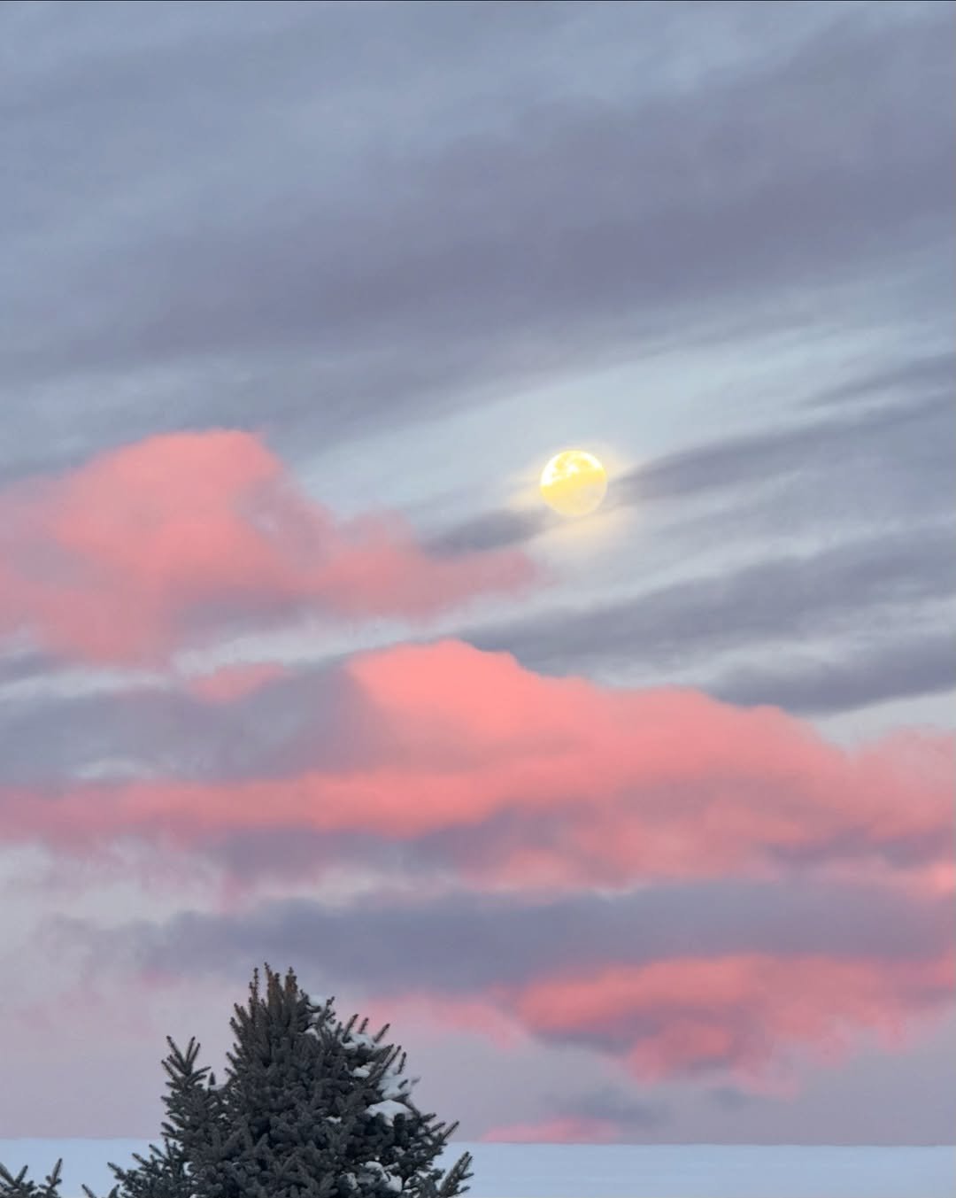 Pink Colorado sunrise with the moon hanging above snow-capped hills and soft clouds along the horizon.