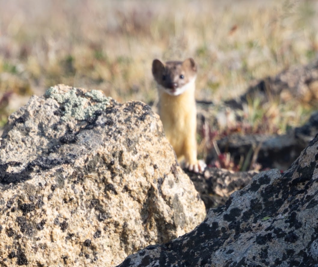 Where the Road Meets the Sky: Driving Trail Ridge Road