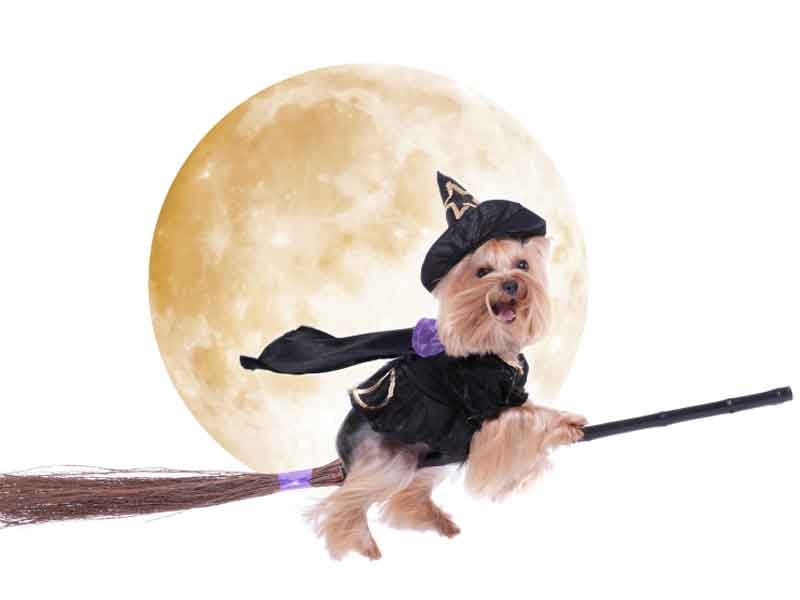 The Haunting - Hollween Is Here!