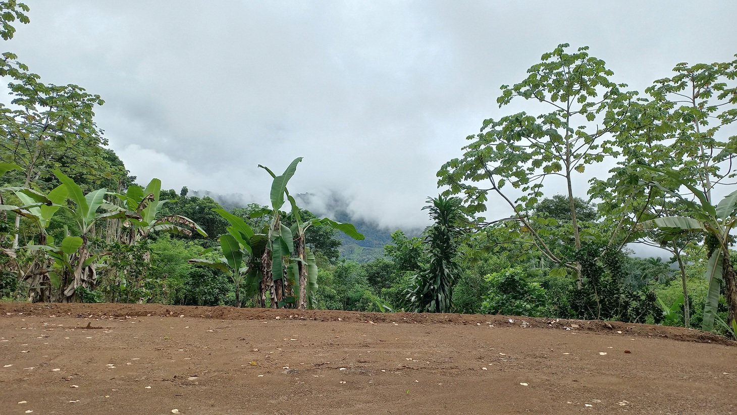 Mountain View Land with Several Building Sites and Mature Fruit Trees