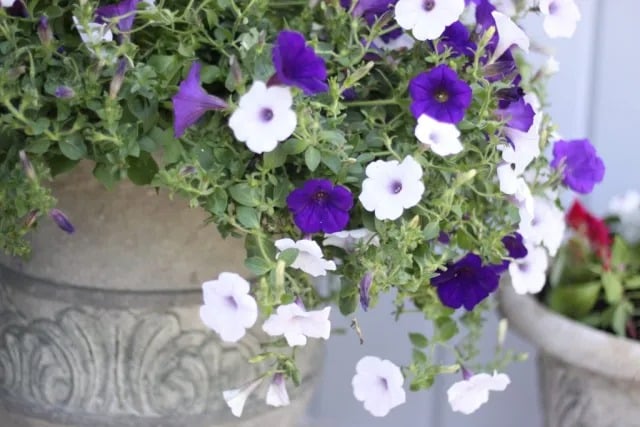 Spring Flowers