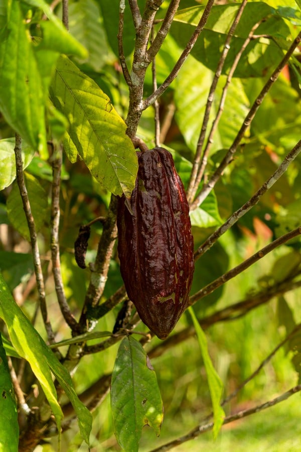  3 Bedroom Stunning Luxury Home Featuring Sweeping Valley & Ocean Views, 5.67 ACRES 