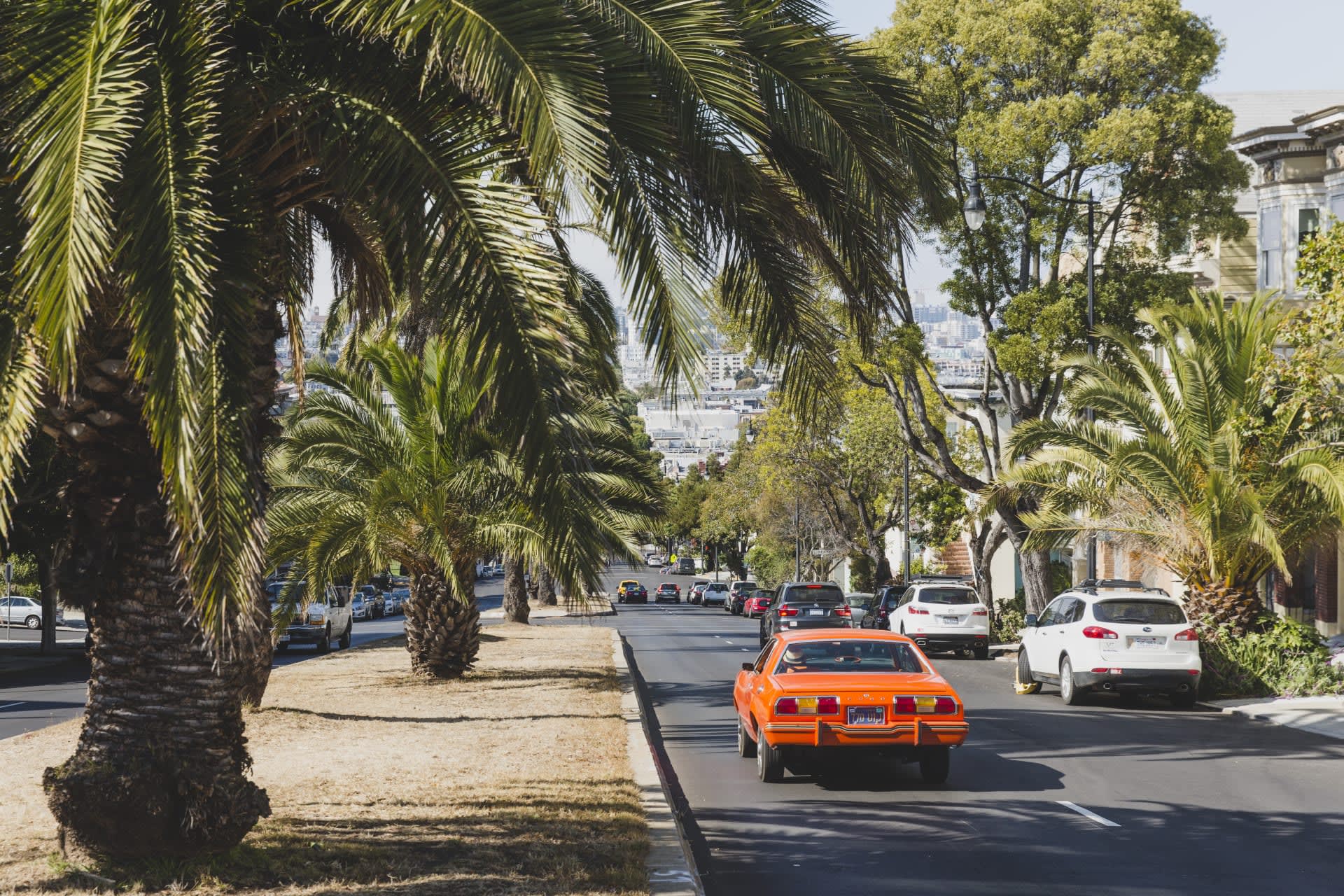 Cow Hollow picture