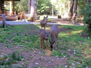 Herron Island