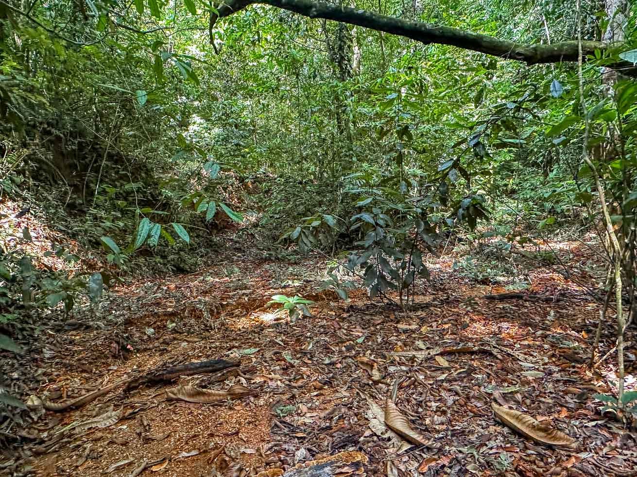 23-Acre Prime Highway Frontage Lot Near Ojochal & Ocean