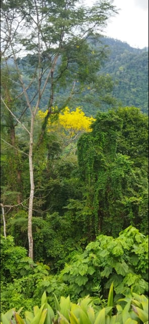 Build Amidst Untouched Jungle & Mountain Vistas | Ocean-View Estate with Fruit Orchards + Casita Design Your Vision in Tres Rios, Costa Rica