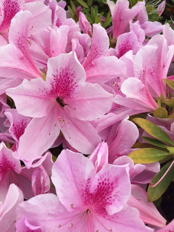 Pink azalea flowers with deep magenta-speckled throats and green leaves.