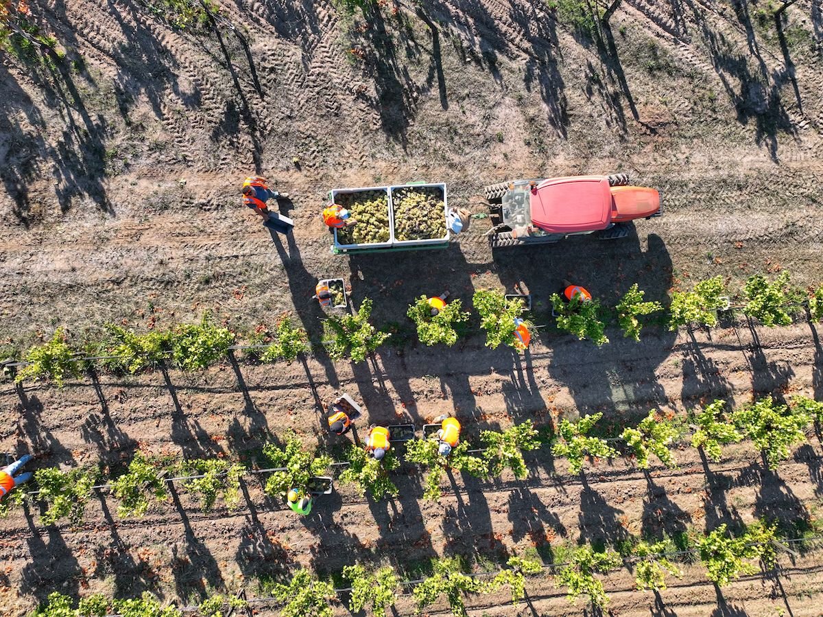 These Are the Most Iconic Vineyards in Sonoma County