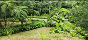 Build Amidst Untouched Jungle & Mountain Vistas | Ocean-View Estate with Fruit Orchards + Casita Design Your Vision in Tres Rios, Costa Rica