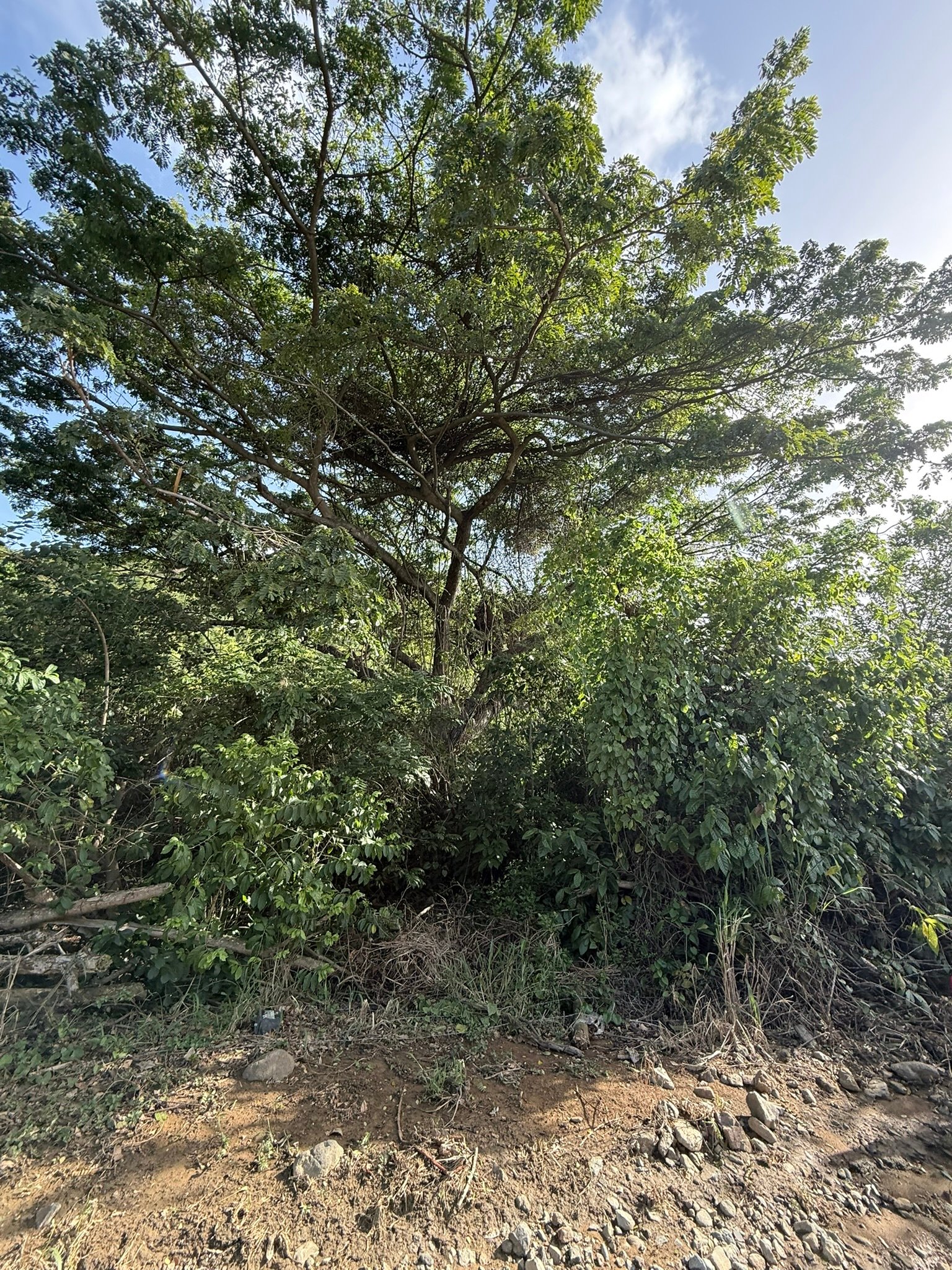 1081 Josiah's Bay 1 Acre Land