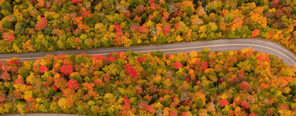 Winding road through a dense forest of colorful autumn trees, seen from above.