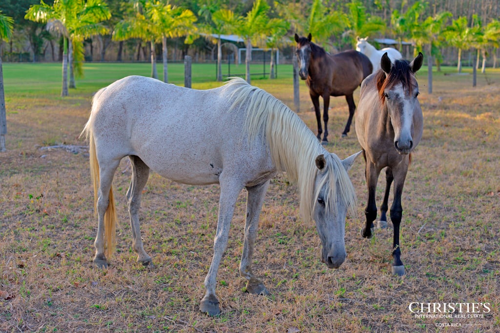 Finca Austria - A 149-Acre Private Estate with Residences, Infrastructure & Expansion Potential.