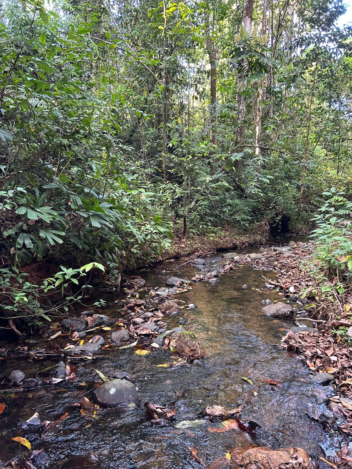 67 acres development (15 titled lots) with breathtaking views in Sierpe