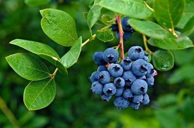 Blueberry Season in Northern Michigan: Where to Pick, What to Make, and Why It Matters cover