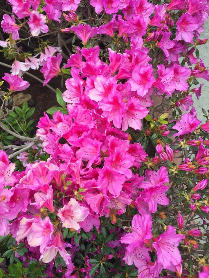 Dense clusters of bright pink azaleas with pale blooms and unopened buds.