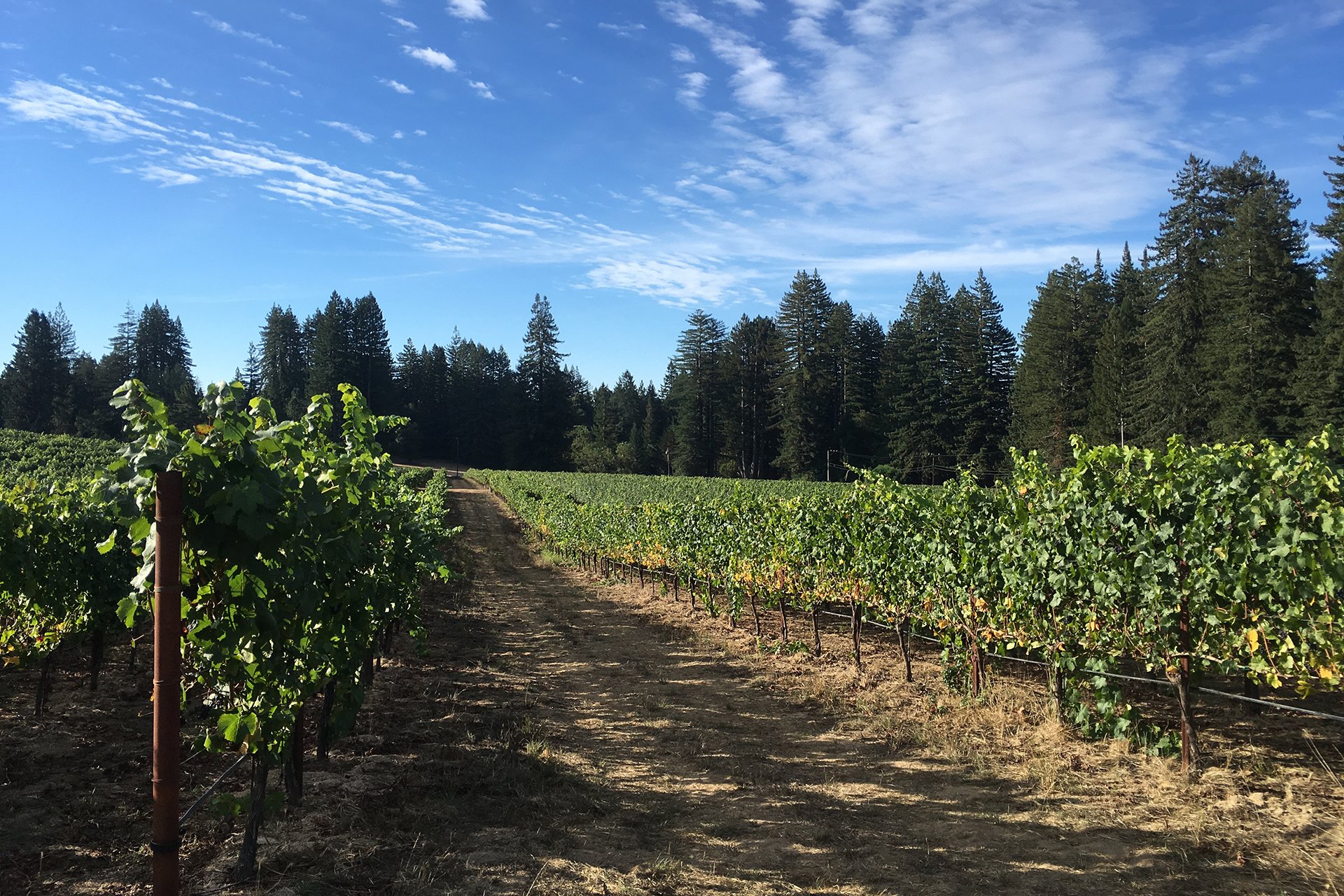 Santa Cruz Vineyard & Horse Property