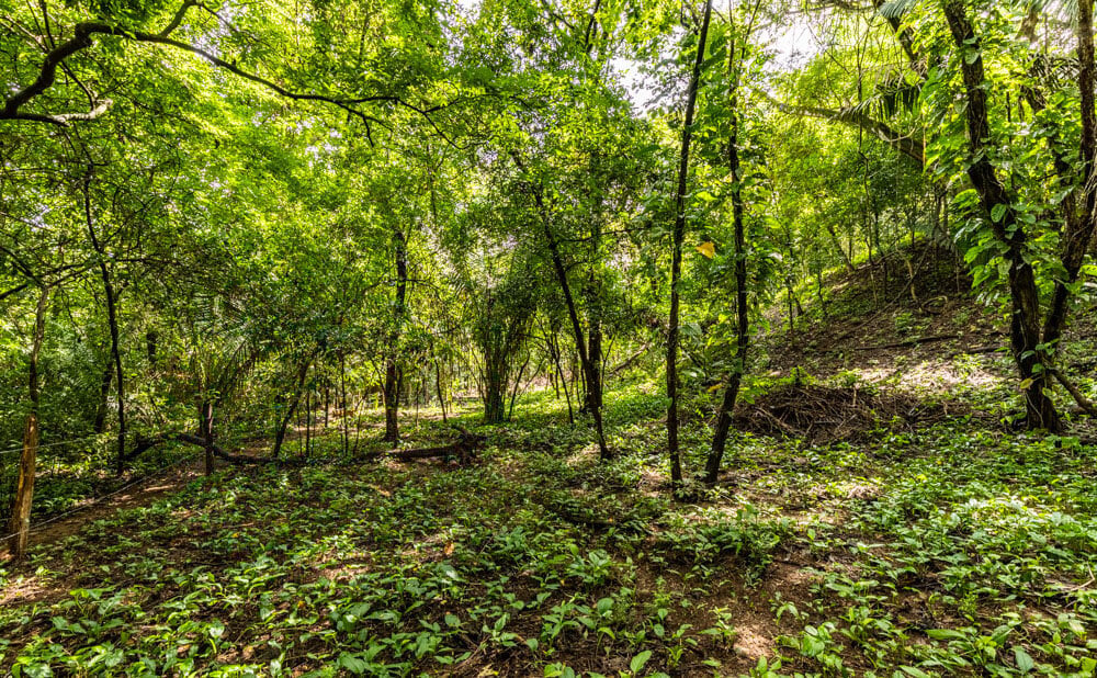 Wooded Jungle Building Lots, Nosara, Guanacaste