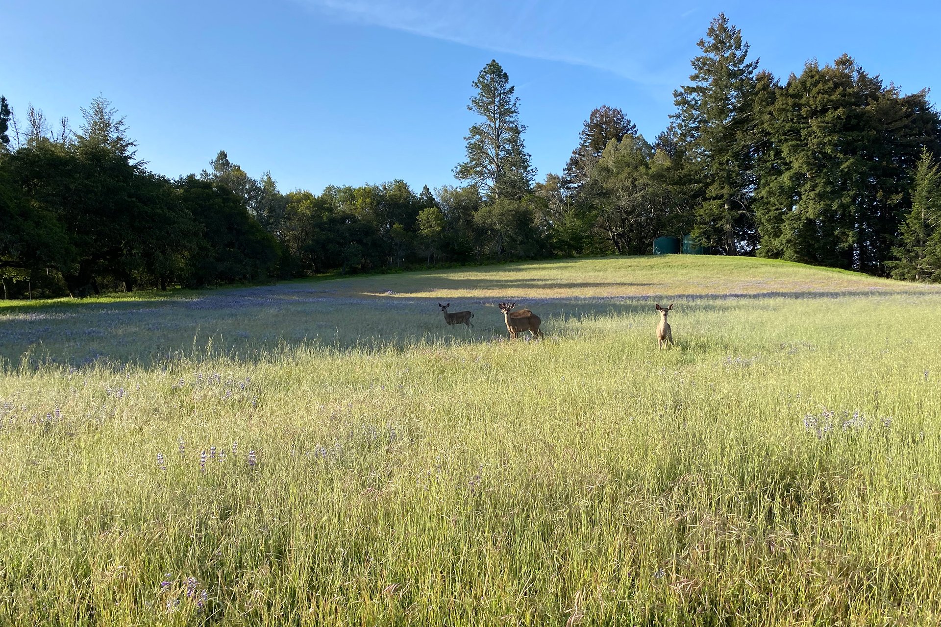 Santa Cruz Vineyard & Horse Property
