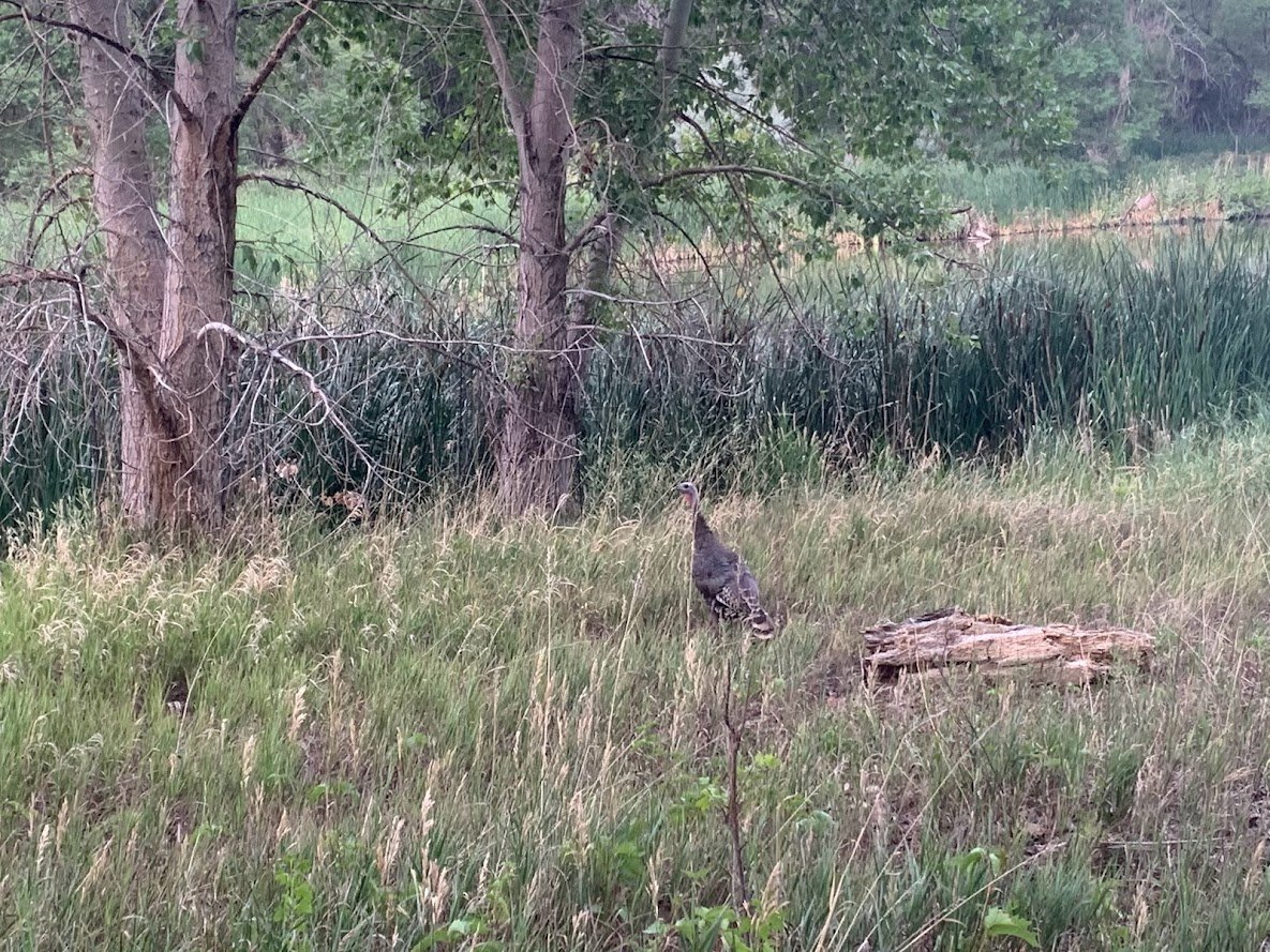 Fountain Creek Nature Center: A Must-Visit Outdoor Escape Near Colorado Springs